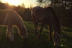 equine-erin-horses-in-sunset